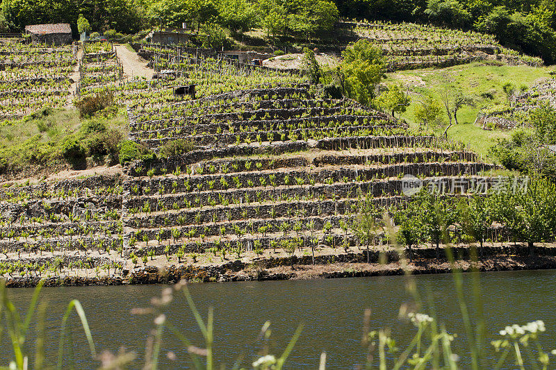 Ribeira sacra的葡萄园